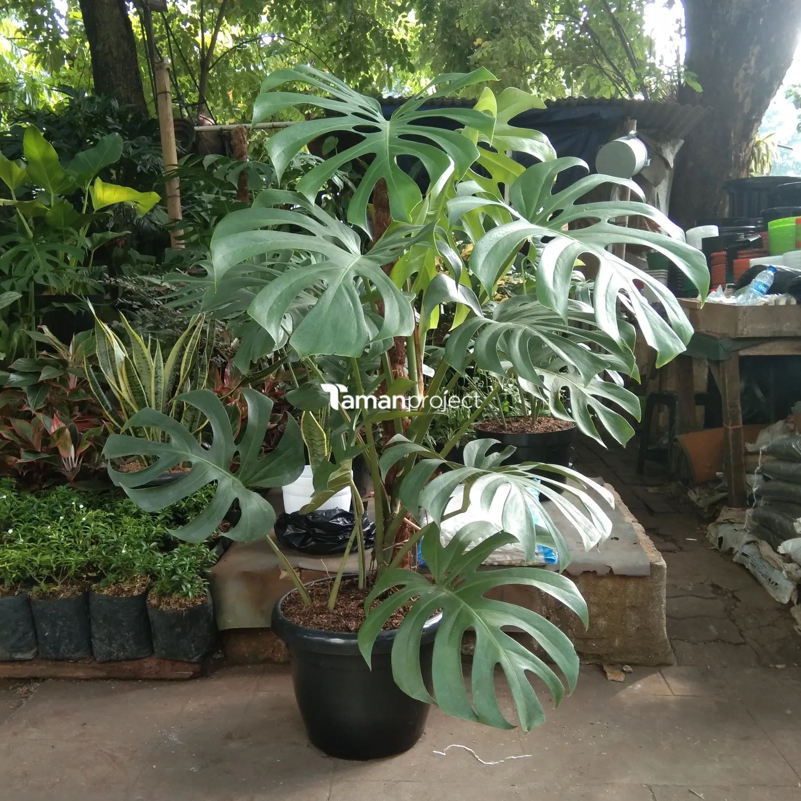 tukang taman khusus rahma