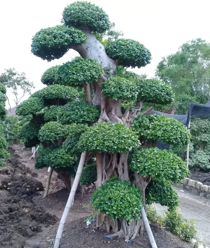 Bonsai Beringin Korea: Deskripsi & Fungsi Pada Landscape Indonesia