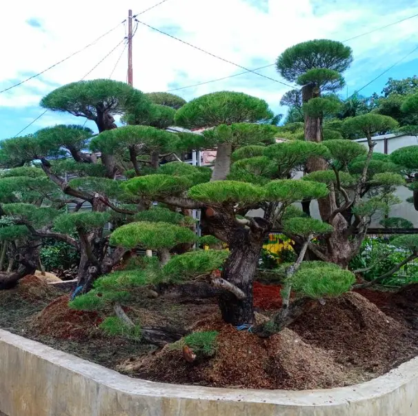 Bonsai Cemara Udang: Deskripsi Lengkap & Kegunaan Pada Landscape