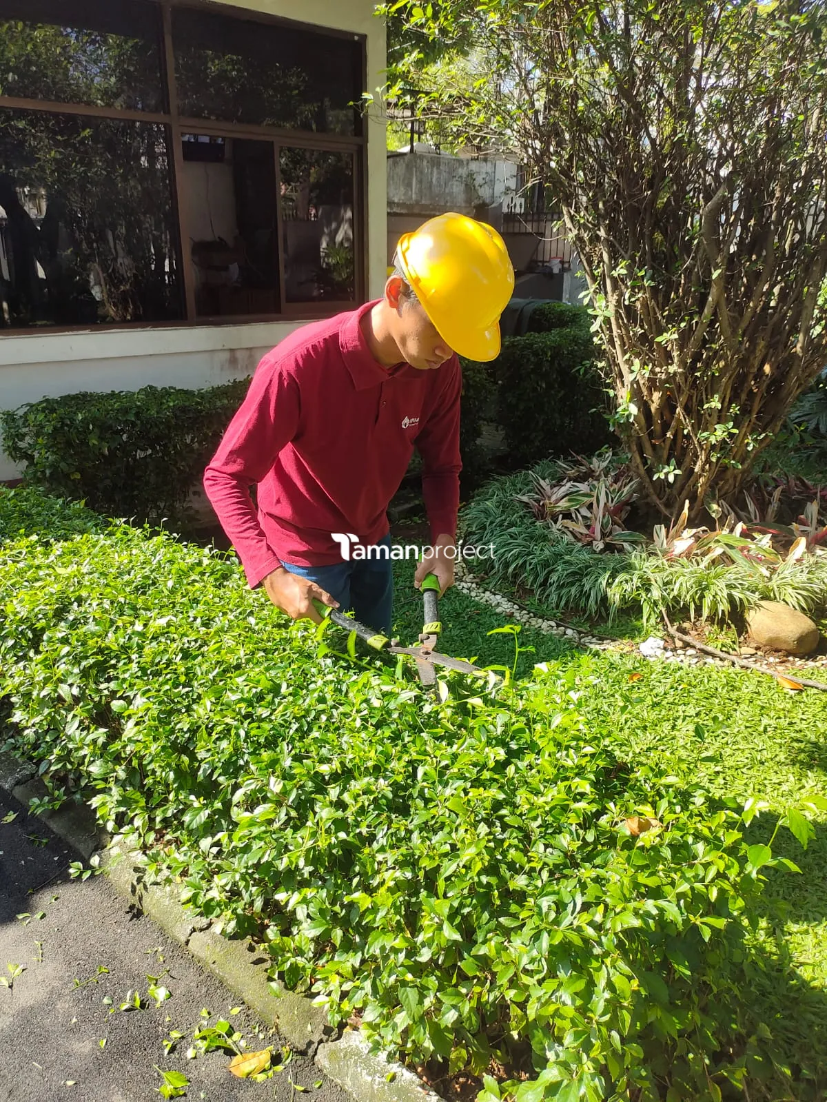 Jasa Perawatan Taman Profesional untuk Rumah dan Kantor | Tamanproject