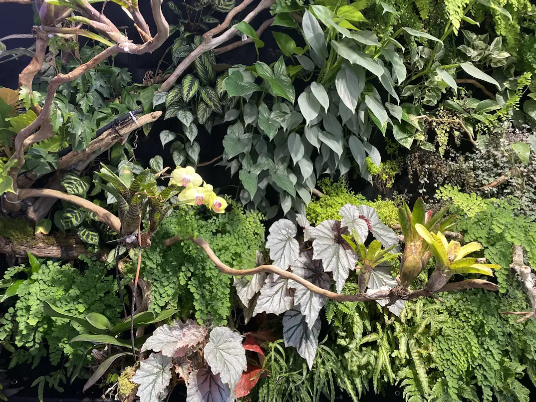 🌿 10 Tanaman Hias Favorit untuk Taman Tropis di Indonesia