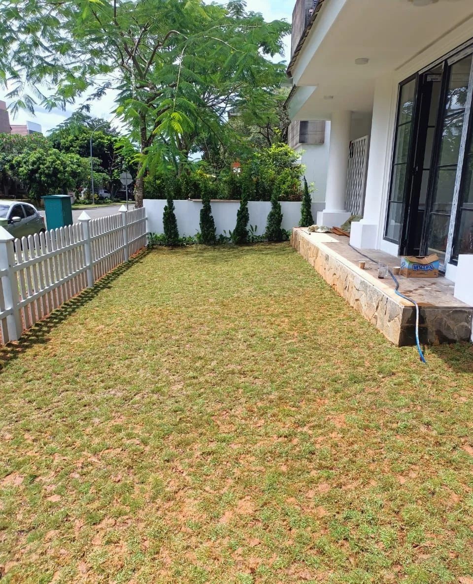 rumput jepang taman minimalis bsd tangerang