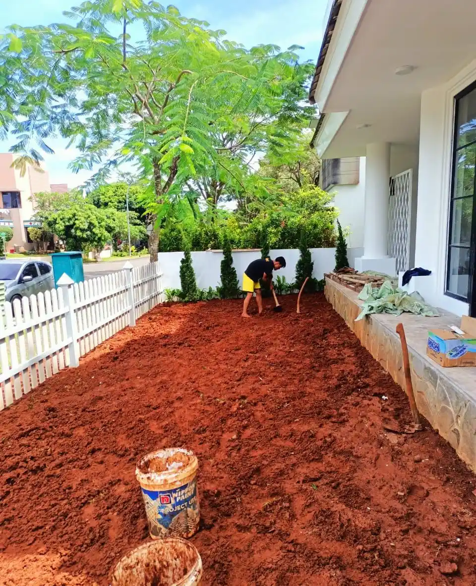 rumput jepang taman minimalis bsd tangerang