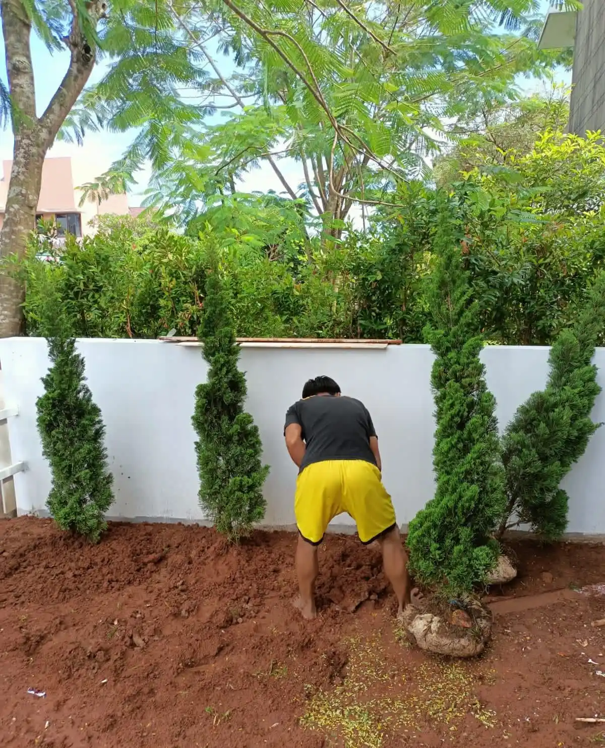 rumput jepang taman minimalis bsd tangerang