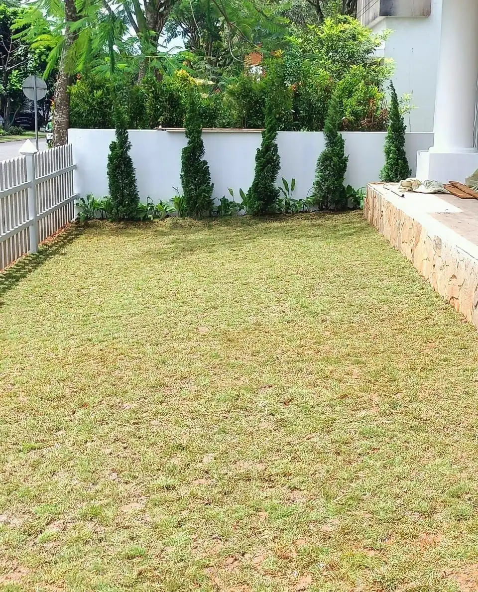 Before - After Proyek Penanaman Rumput Jepang di Verdant View BSD