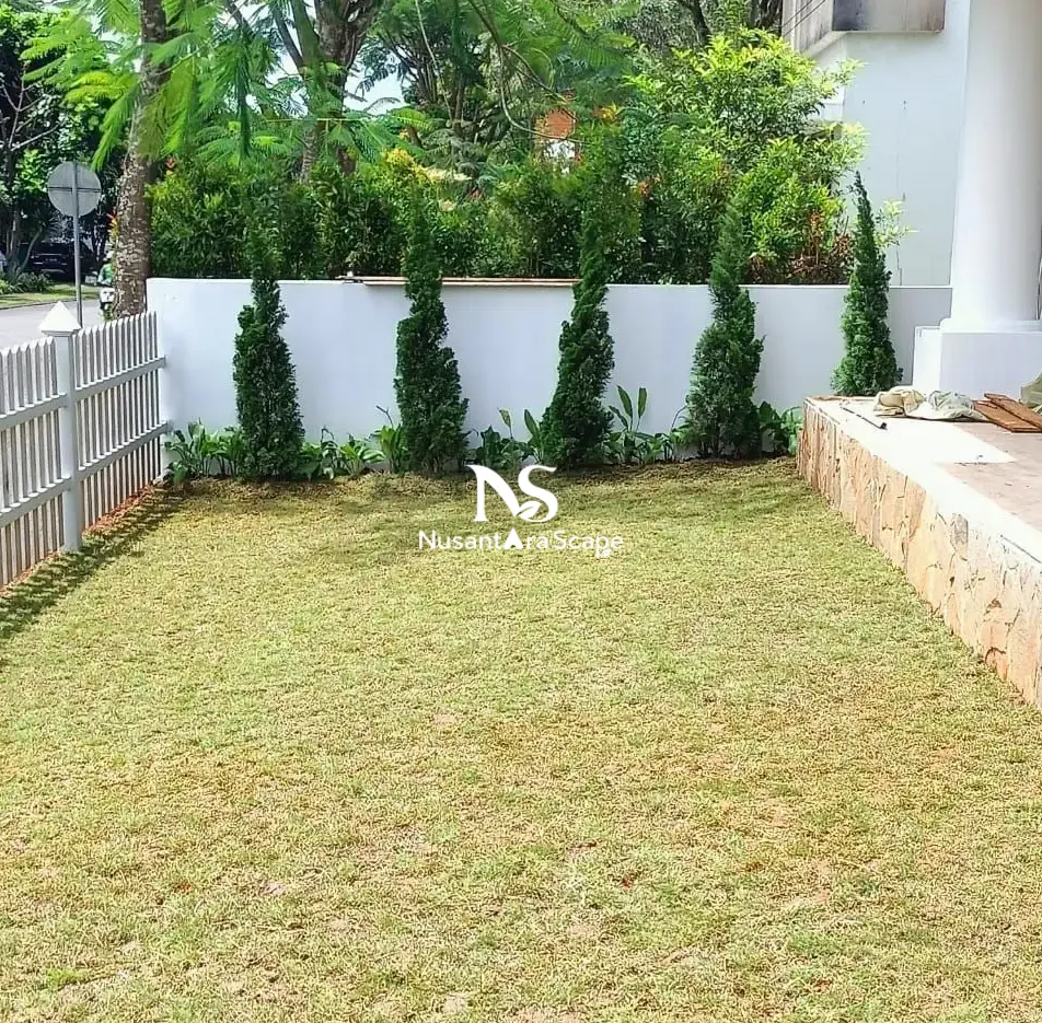 Proyek Pemasangan Rumput Jepang di BSD