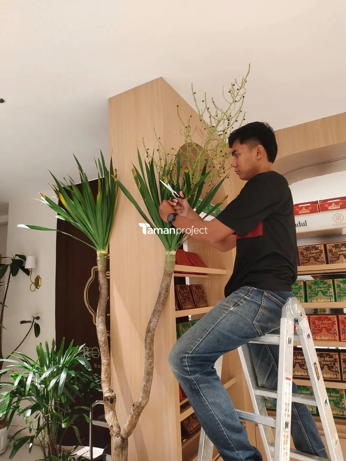 Proyek Perawatan Tanaman Indoor di Roti Romi Menteng