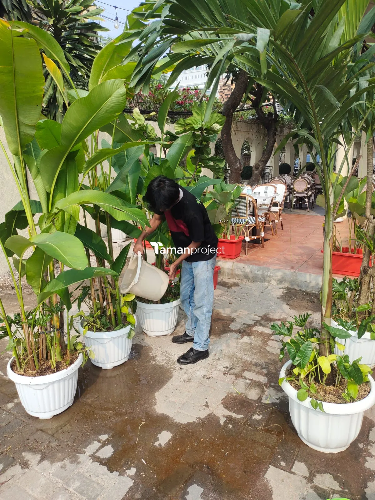 Proyek Perawatan Tanaman di Roti Romi Kemang