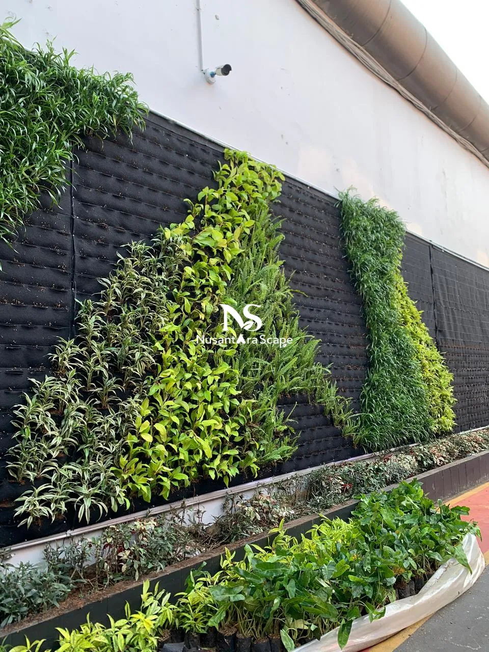 Proyek Vertical Garden Karpet di LAPAS NARKOTIKA CIPINANG - Foto Gallery 3