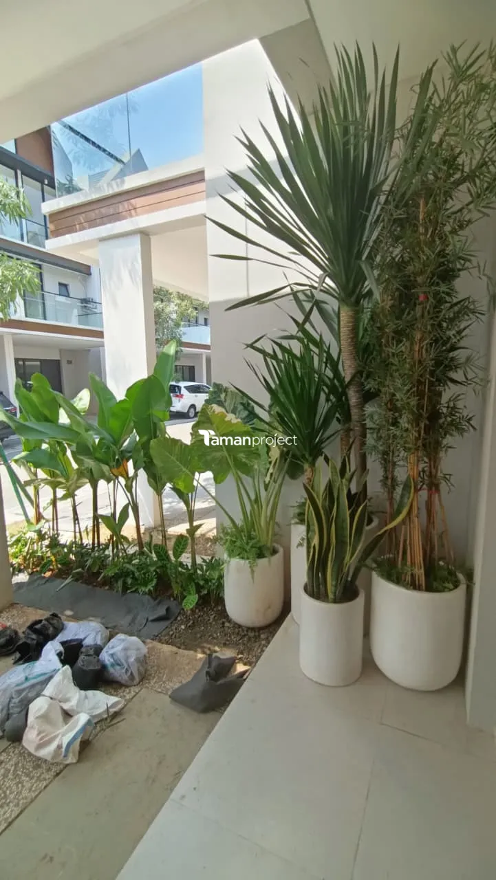 Proyek Taman Tropis Minimalis di South Osaka 7 PIK 2 Pak Hafidz