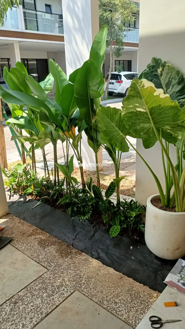 Proyek Taman Tropis Minimalis di South Osaka 7 PIK 2 Pak Hafidz