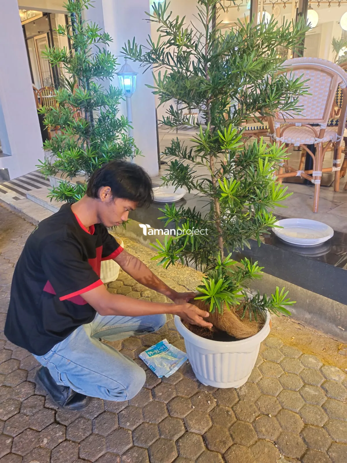 Proyek Perawatan Tanaman Indoor di Roti Romi Menteng