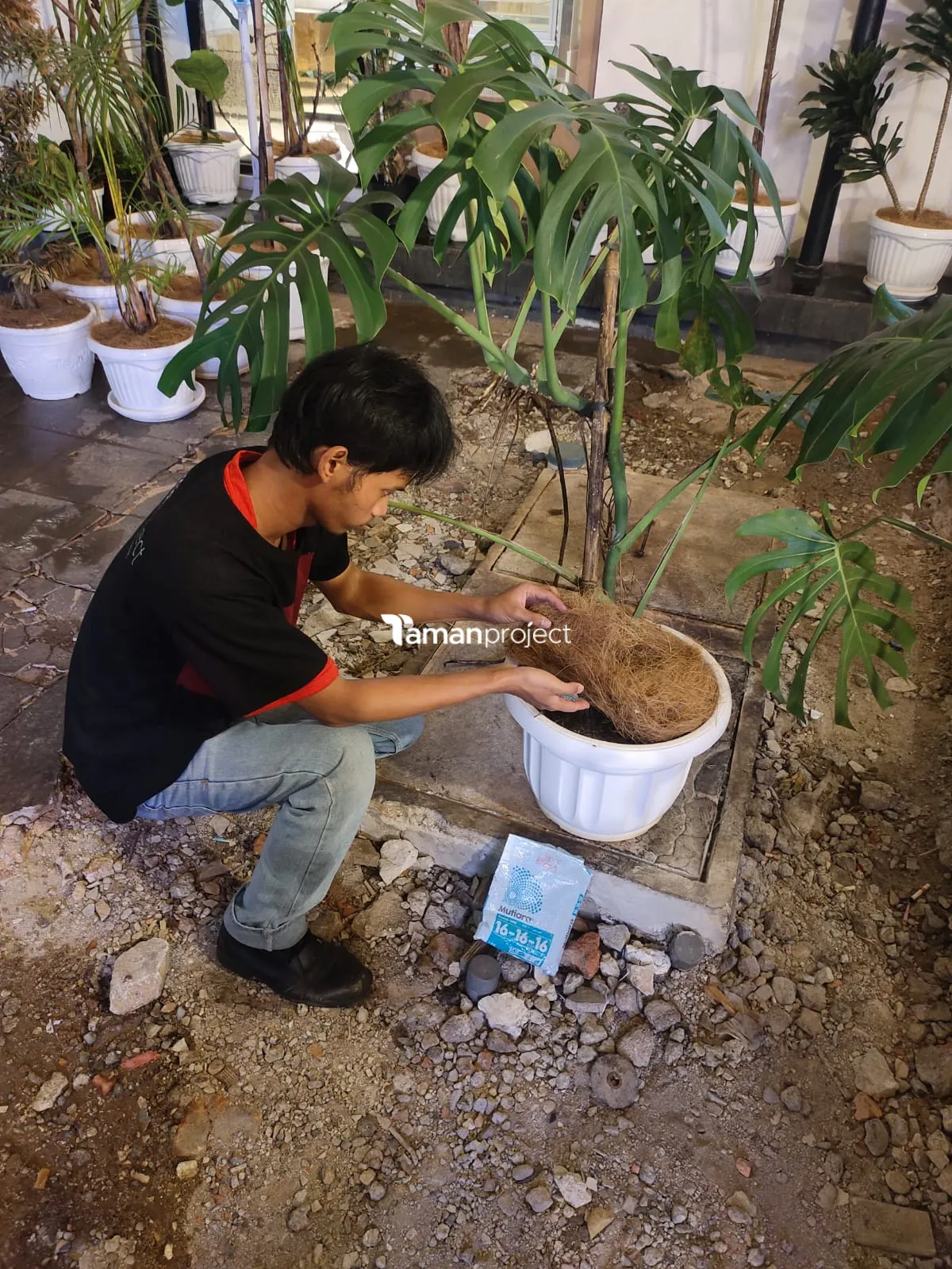 Proyek Perawatan Tanaman Indoor di Roti Romi Menteng