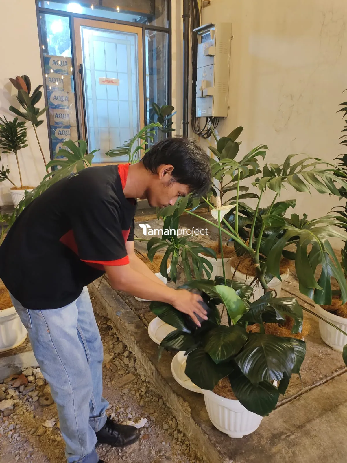 Proyek Perawatan Tanaman Indoor di Roti Romi Menteng