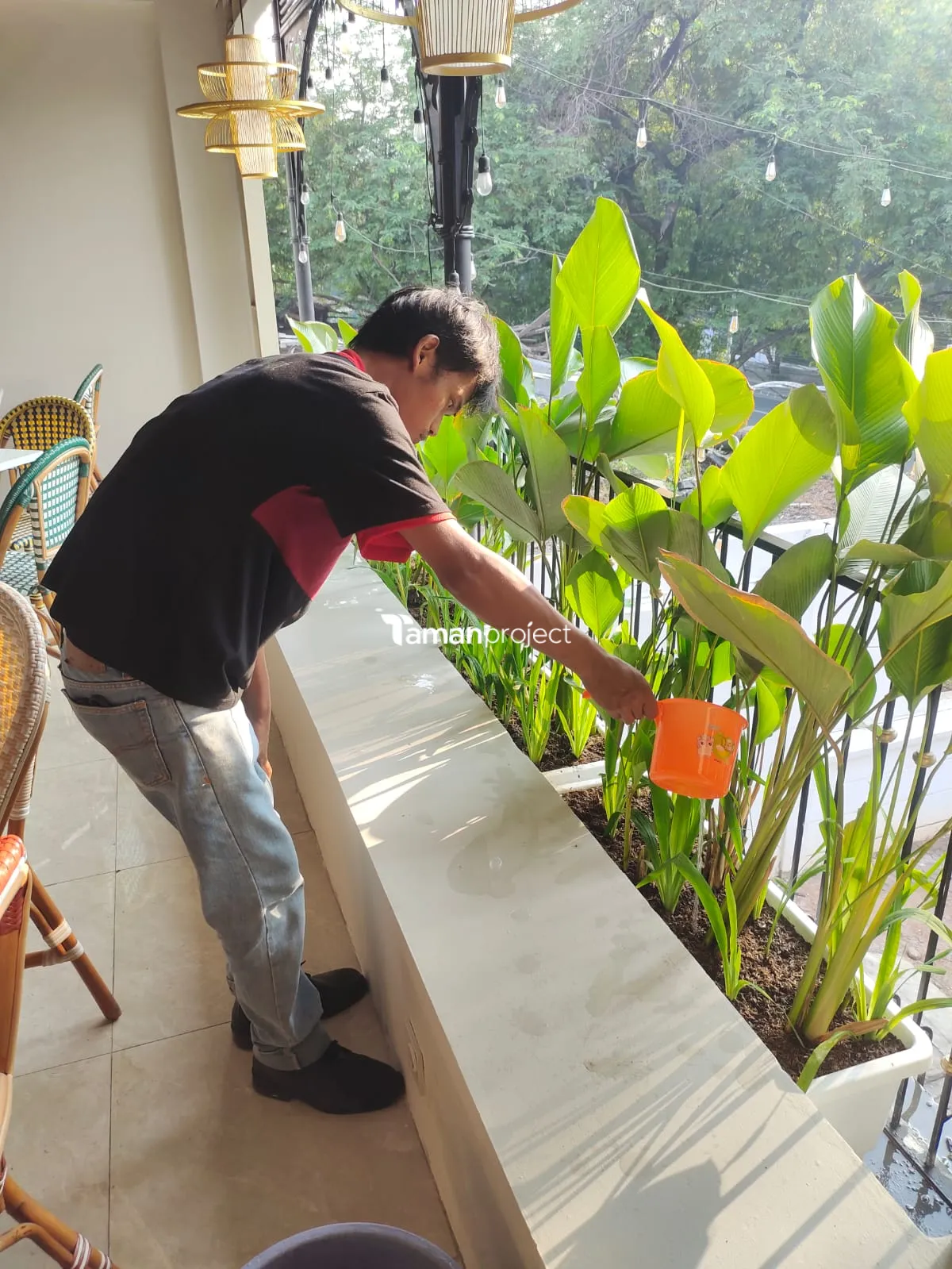Proyek Perawatan Tanaman Indoor di Roti Romi Menteng