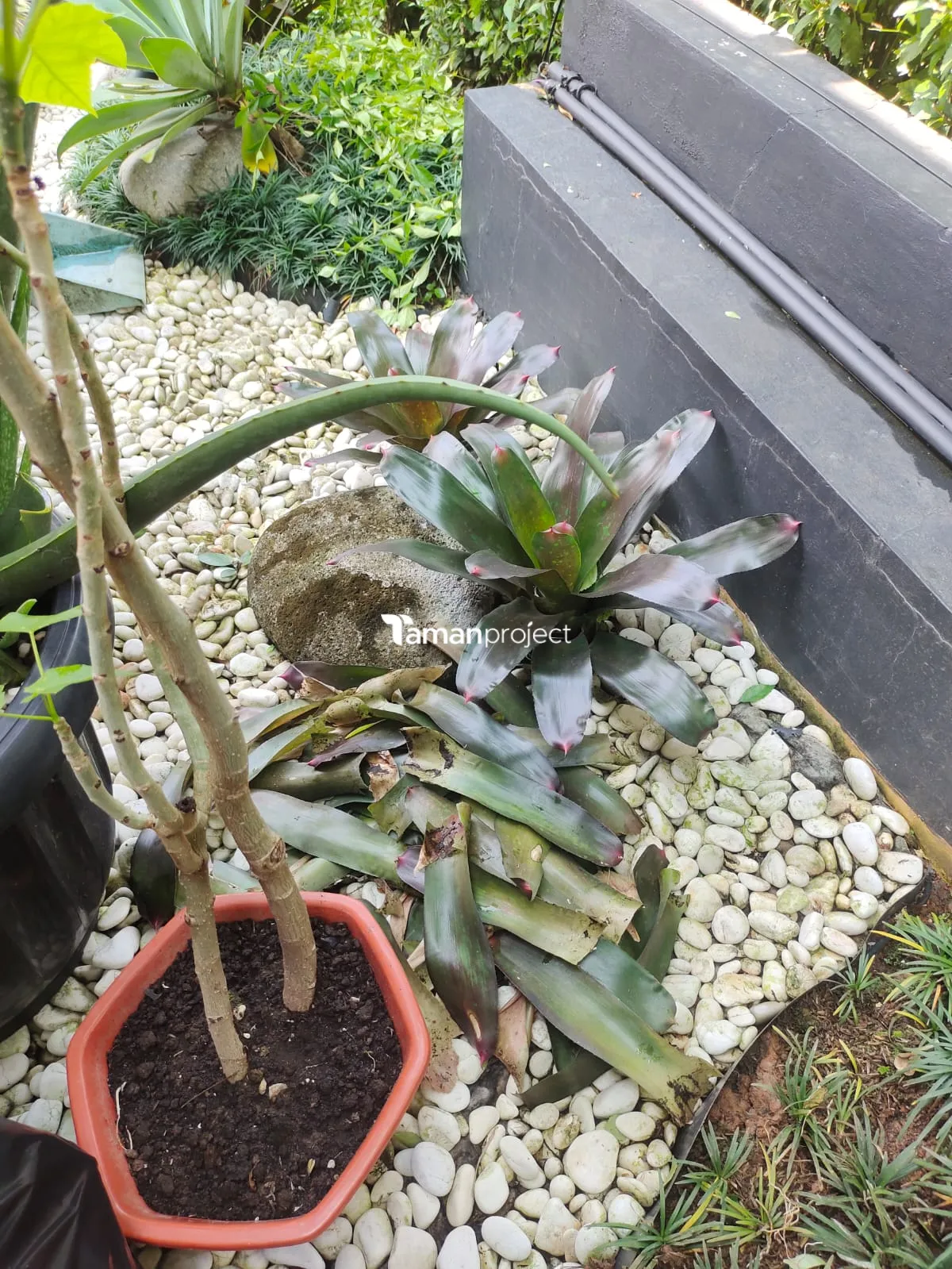 Proyek Perawatan Taman di Victoria River BSD Ibu Angela
