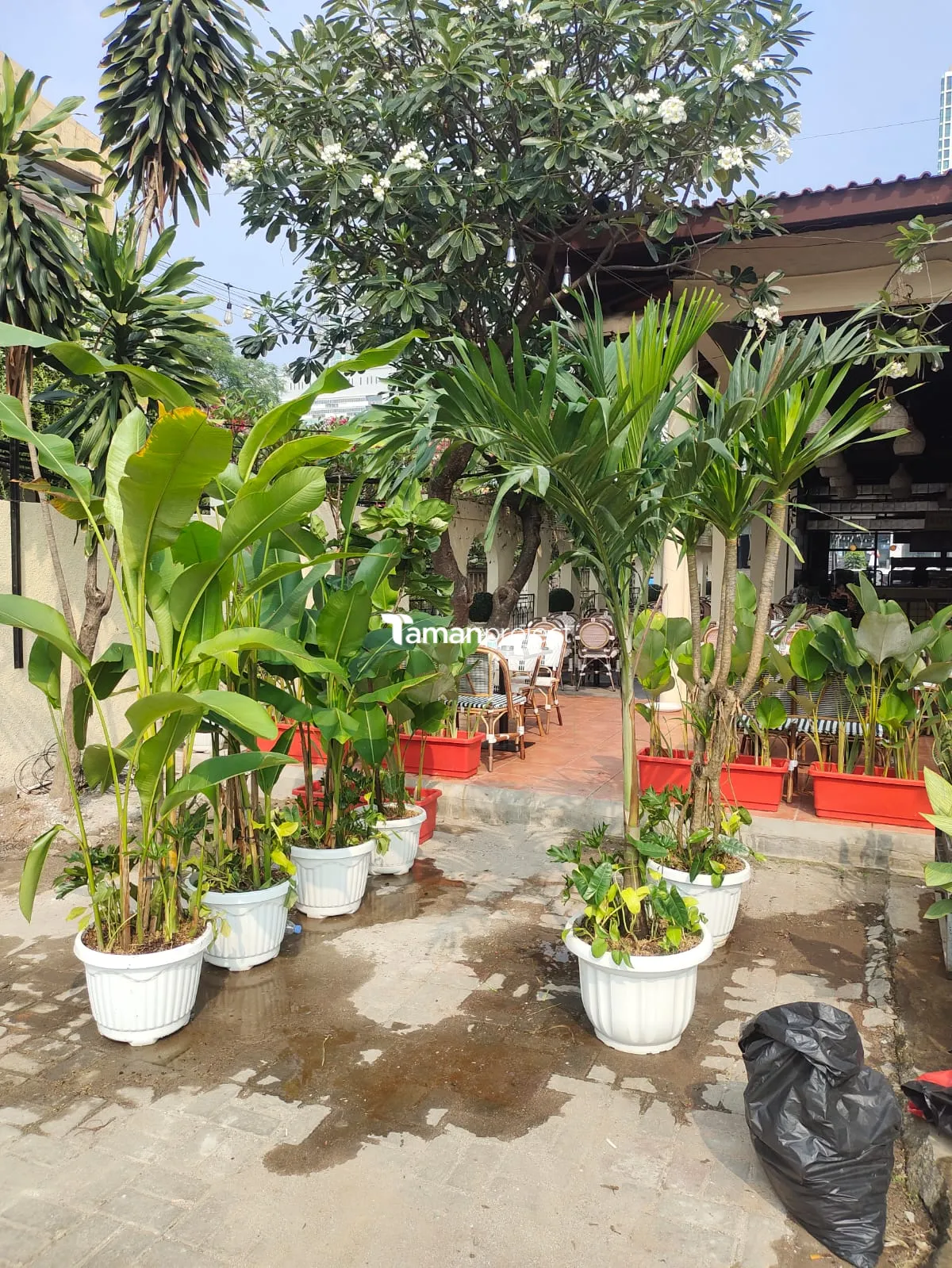 Proyek Perawatan Tanaman di Roti Romi Kemang