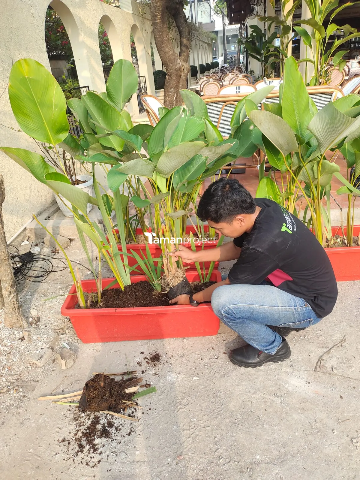 Proyek Perawatan Tanaman di Roti Romi Kemang