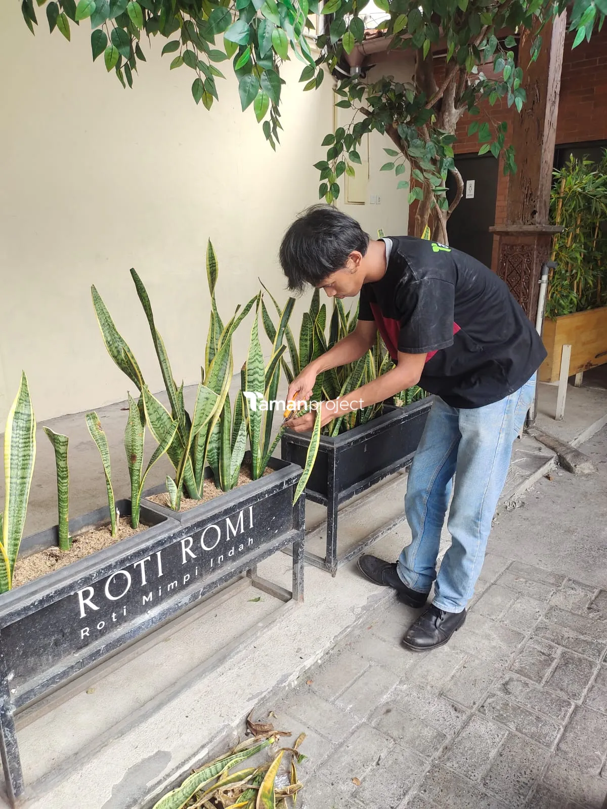Proyek Perawatan Tanaman di Roti Romi Kemang